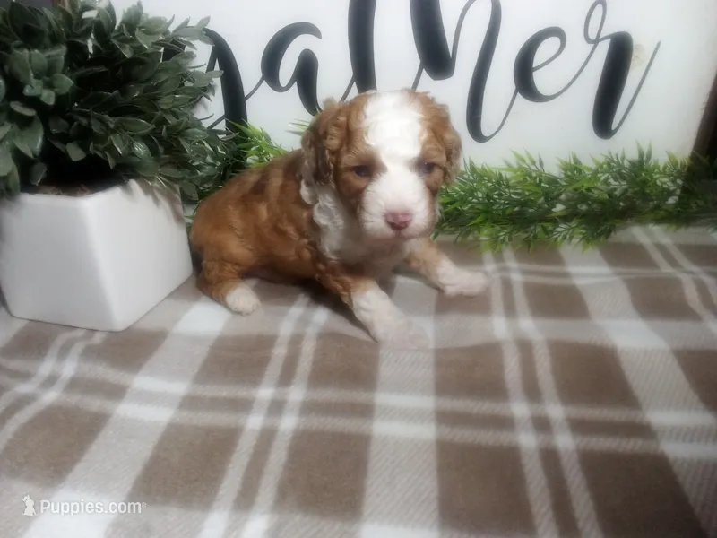 Dodger  – Peekapoo puppy for sale in Odon, IN