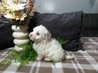 AKC Hazel, a female Maltese for sale in Odon, IN – 4 of 9