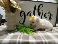 AKC Tank, a male Maltese for sale in Odon, IN – 8 of 8