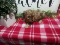 Della, a female Peekapoo for sale in Odon, IN – 7 of 7