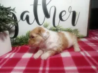 Dawn, a female Peekapoo for sale in Odon, IN – 2 of 10