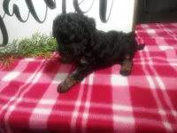 Dara, a female Peekapoo for sale in Odon, IN – 6 of 7