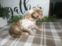 Denver , a male Peekapoo for sale in Odon, IN – 9 of 9