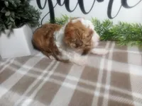 Dodger , a male Peekapoo for sale in Odon, IN – 3 of 9