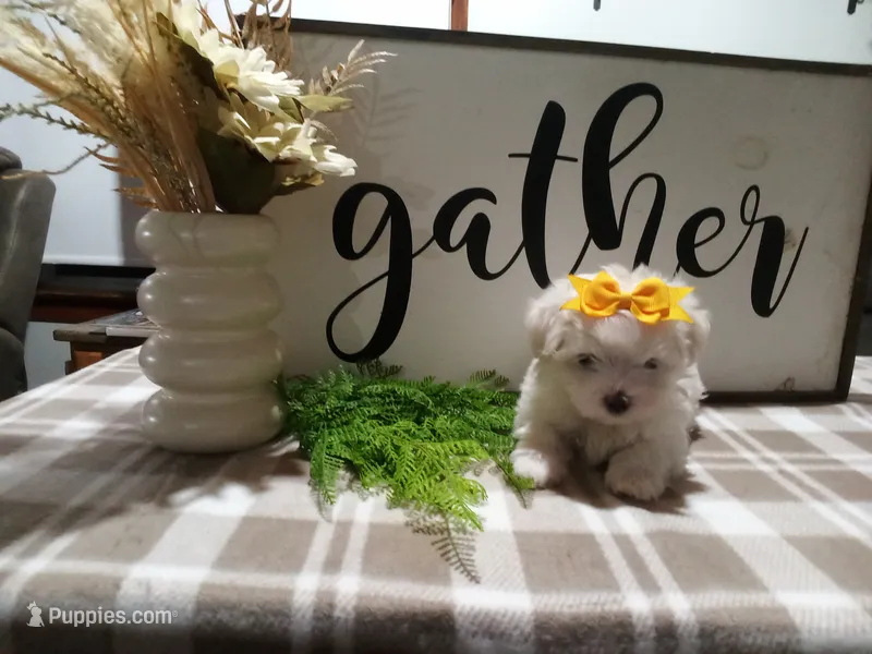 AKC Tank – Maltese puppy for sale in Odon, IN
