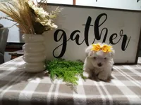 AKC Tank, a male Maltese for sale in Odon, IN – 1 of 8