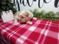 Dawn, a female Peekapoo for sale in Odon, IN – 9 of 10