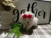 AKC Tara, a male Maltese for sale in Odon, IN – 6 of 6