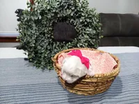 AKC Luna, a female Maltese for sale in Odon, IN – Photo 7 of 10