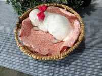 AKC Luna, a female Maltese for sale in Odon, IN – Photo 9 of 10