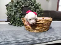 AKC Luna, a female Maltese for sale in Odon, IN – Photo 1 of 10