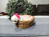 AKC Luna, a female Maltese for sale in Odon, IN – Photo 2 of 10