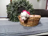 AKC Luna, a female Maltese for sale in Odon, IN – Photo 4 of 10