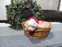 AKC Luna, a female Maltese for sale in Odon, IN – Photo 5 of 10