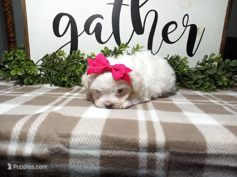 AKC Luna – Maltese puppy for sale in Odon, IN