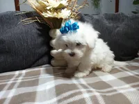 AKC Bandit, a male Maltese for sale in Odon, IN – 2 of 7