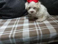 AKC Biscuit, a male Maltese for sale in Odon, IN – 3 of 4
