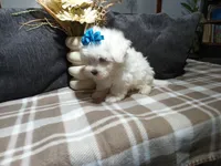 AKC Bandit, a male Maltese for sale in Odon, IN – 4 of 7