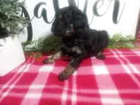 Dara, a female Peekapoo for sale in Odon, IN – 2 of 7