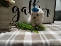 AKC Tait, a male Maltese for sale in Odon, IN – 3 of 8