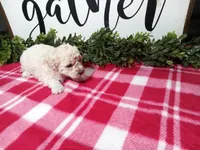 Nyla, a female Maltipoo for sale in Odon, IN – Photo 4 of 10