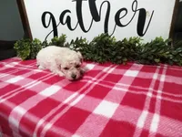 Nyla, a female Maltipoo for sale in Odon, IN – Photo 8 of 10