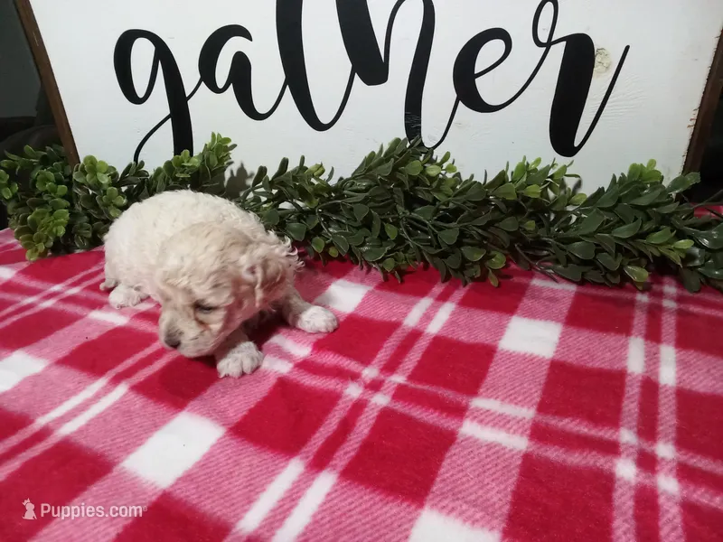 Nyla – Maltipoo puppy for sale in Odon, IN