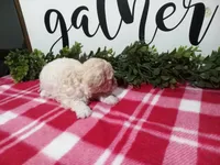 Nyla, a female Maltipoo for sale in Odon, IN – Photo 5 of 10