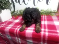 Dara, a female Peekapoo for sale in Odon, IN – 5 of 7