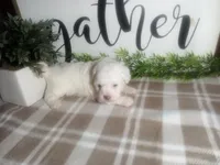 Dozer, a male Peekapoo for sale in Odon, IN – 7 of 9