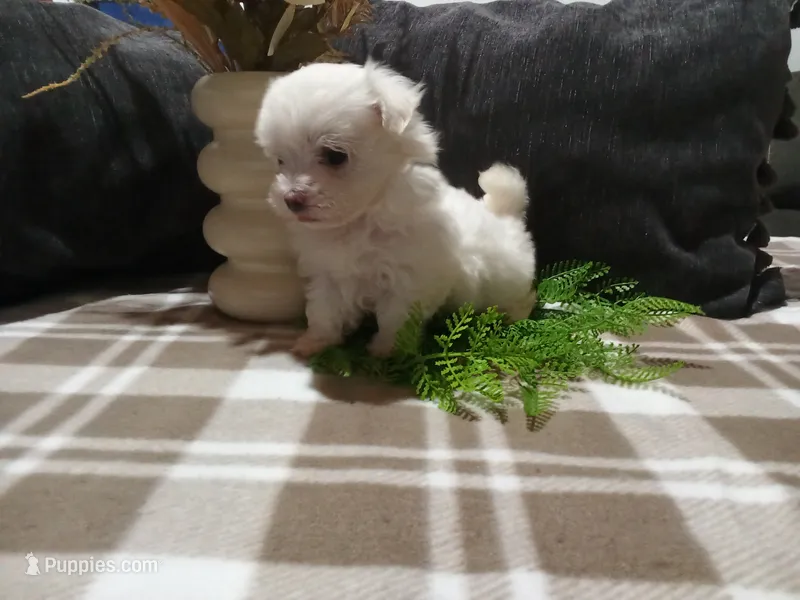 AKC Harley – Maltese puppy for sale in Odon, IN