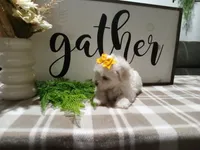 AKC Tank, a male Maltese for sale in Odon, IN – 5 of 8