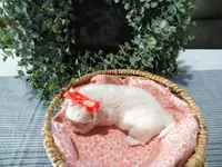 AKC Lucy , a female Maltese for sale in Odon, IN – Photo 2 of 9