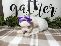 AKC Lily, a female Maltese for sale in Odon, IN – Photo 3 of 7