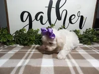 AKC Lily, a female Maltese for sale in Odon, IN – Photo 6 of 7