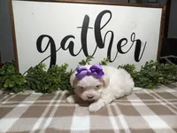 AKC Lily, a female Maltese for sale in Odon, IN – Photo 5 of 7