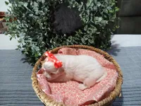 AKC Lucy , a female Maltese for sale in Odon, IN – Photo 4 of 9