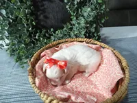 AKC Lucy , a female Maltese for sale in Odon, IN – Photo 7 of 9