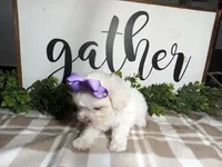 AKC Lily, a female Maltese for sale in Odon, IN – Photo 2 of 7