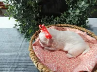 AKC Lucy , a female Maltese for sale in Odon, IN – Photo 5 of 9