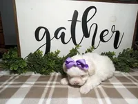 AKC Lily, a female Maltese for sale in Odon, IN – Photo 4 of 7