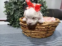 AKC Lucy , a female Maltese for sale in Odon, IN – Photo 8 of 9