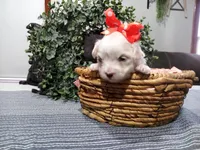 AKC Lucy , a female Maltese for sale in Odon, IN – Photo 3 of 9