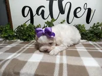 AKC Lily, a female Maltese for sale in Odon, IN – Photo 7 of 7