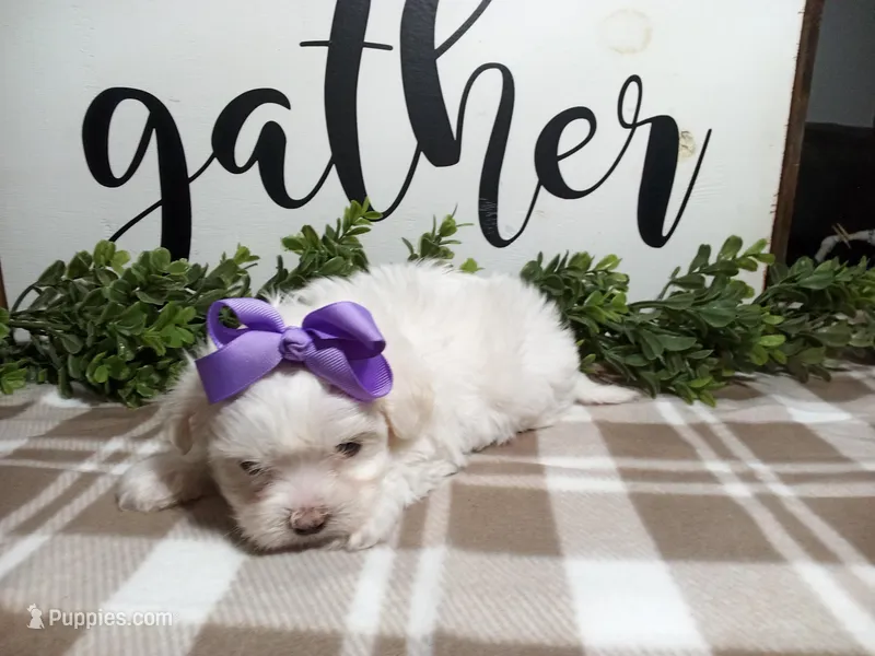 AKC Lucy  – Maltese puppy for sale in Odon, IN