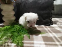 AKC Harley, a male Maltese for sale in Odon, IN – 7 of 10