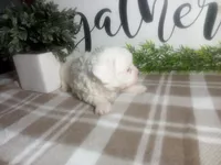 Dozer, a male Peekapoo for sale in Odon, IN – 4 of 9