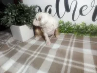 Denver , a male Peekapoo for sale in Odon, IN – 7 of 9