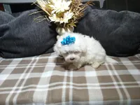 AKC Bandit, a male Maltese for sale in Odon, IN – 5 of 7