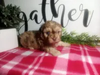 Della, a female Peekapoo for sale in Odon, IN – 6 of 7